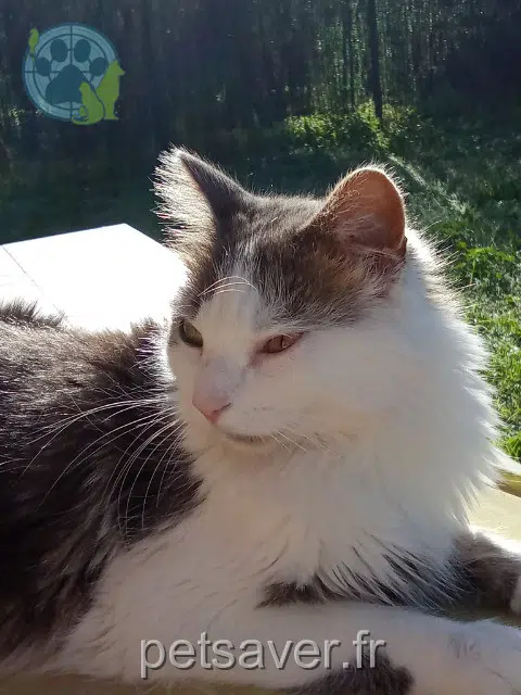 chat reunited   30700 Montaren-et-Saint-Médiers Simba