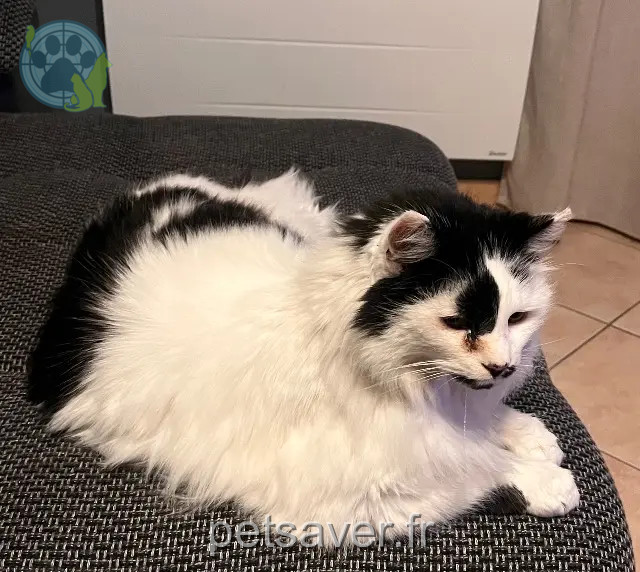 chat reunited 30540 Milhaud Mozart
