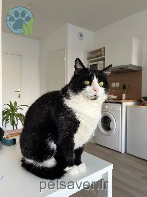 chat reunited    Nîmes Félix