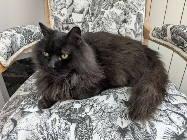 chat reunited    Nîmes Pompon