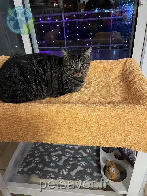 chat reunited    Nîmes Smoky