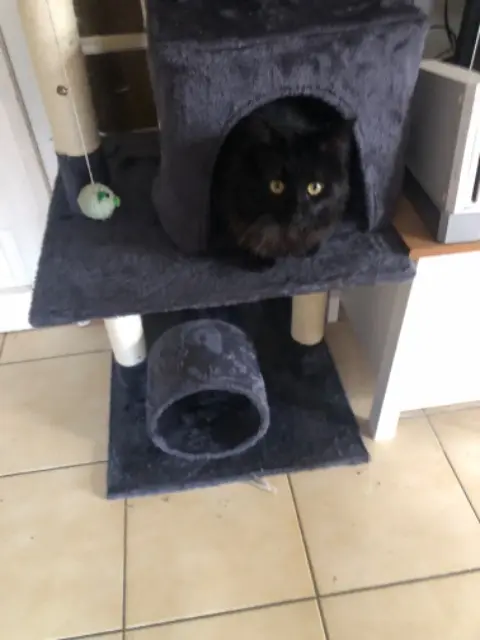 chat reunited    Nîmes Winnie