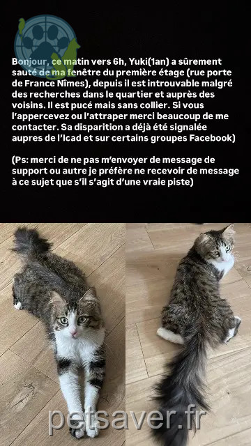 chat reunited    Nîmes Yuki