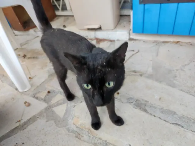 chat reunited    Nîmes Zieubleu