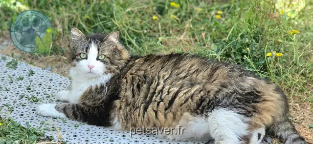 chat reunited   30660 Gallargues-le-Montueux Ocelot