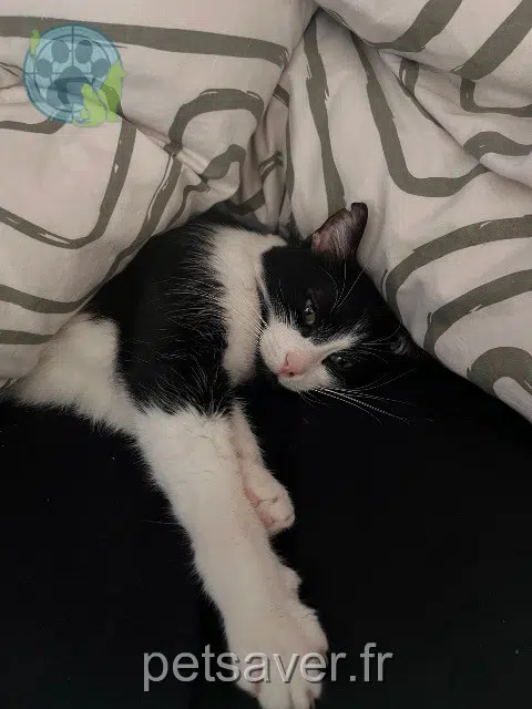 chat reunited   30220 Aigues-Mortes Oreo