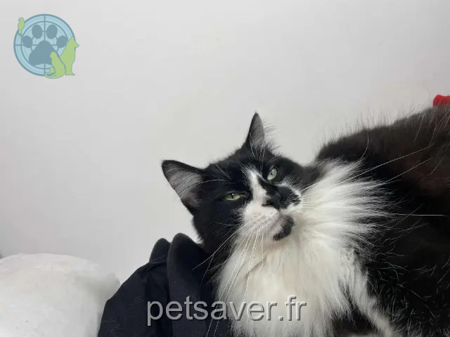 chat reunited 30310 Vergèze Pantoufle