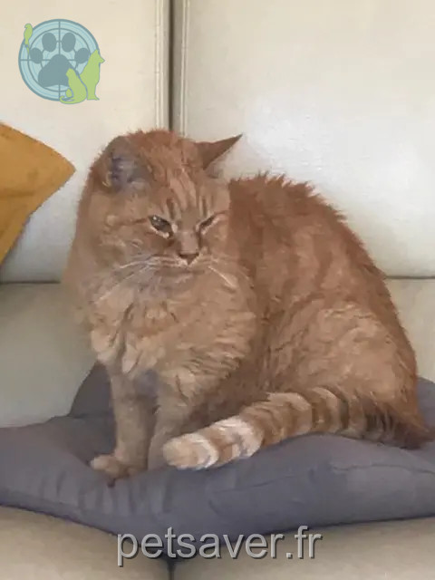 chat reunited   30700 Saint-Quentin-la-Poterie Pimpin