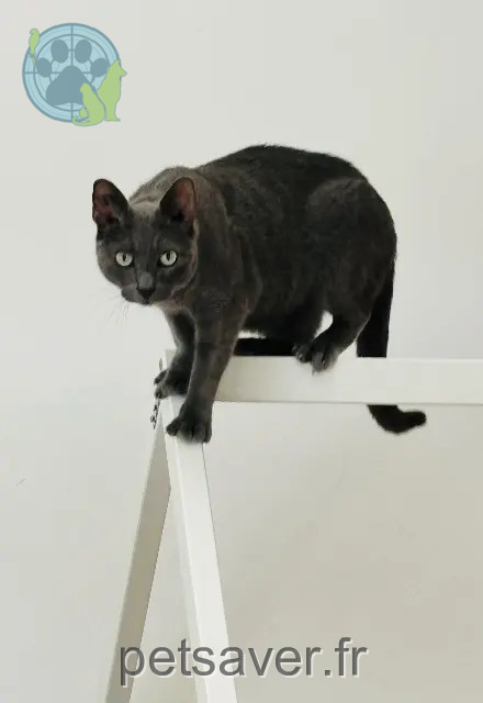 chat reunited   30300 Beaucaire Précieux