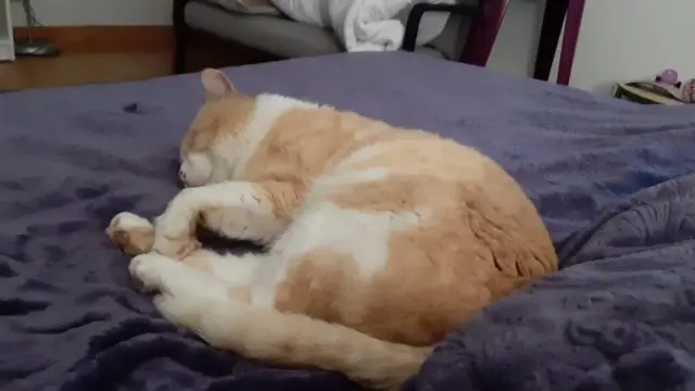 chat reunited   30140 Saint-Jean-du-Pin Roméo