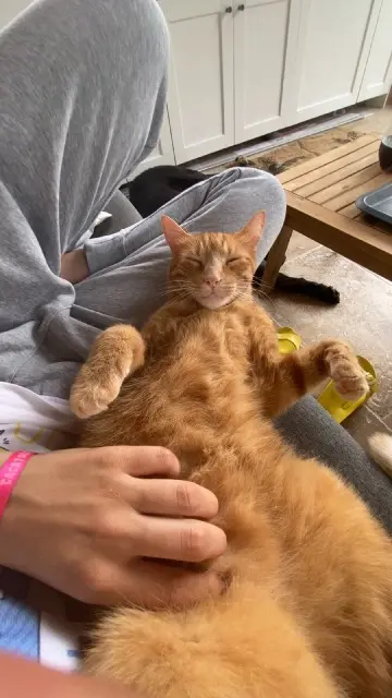 chat reunited   30730 Fons Ron