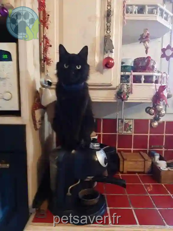 Chat Perdu 30 Gard - Shadow Chat Perdu 30 Gard - Shadow