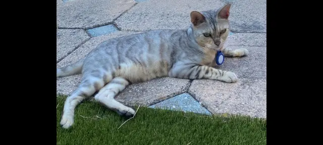chat reunited   30200 Bagnols-sur-Cèze Sully