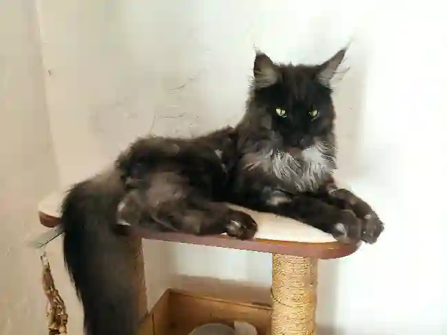 Chat Trouvé 30 Gard - Tao Chat Trouvé 30 Gard - Tao