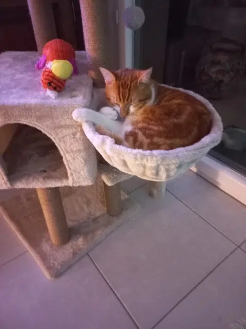 chat reunited   30540 Milhaud Tazou