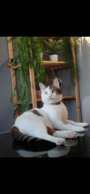 chat reunited   30340 Rousson Tchoupy