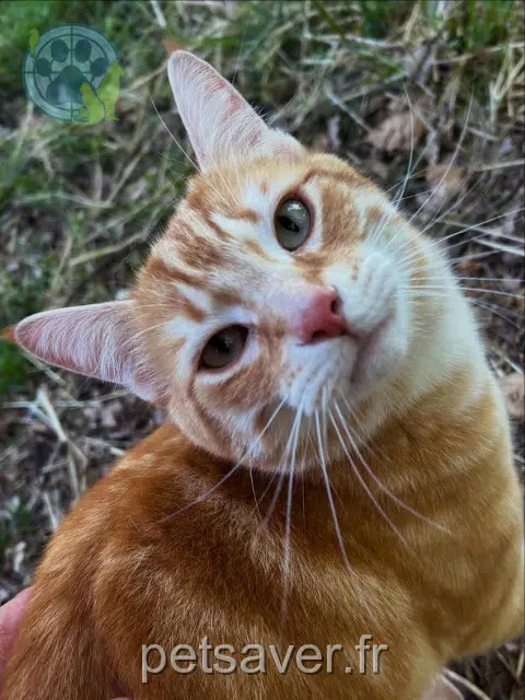 kater reunited 30190 Collorgues Tigrou