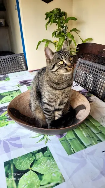 chat reunited   30510 Générac Tigrou