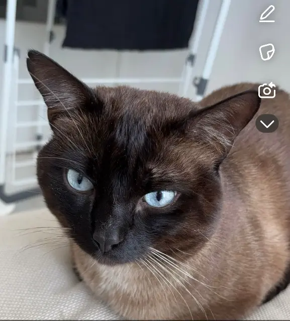 chat reunited   30132 Caissargues Toby