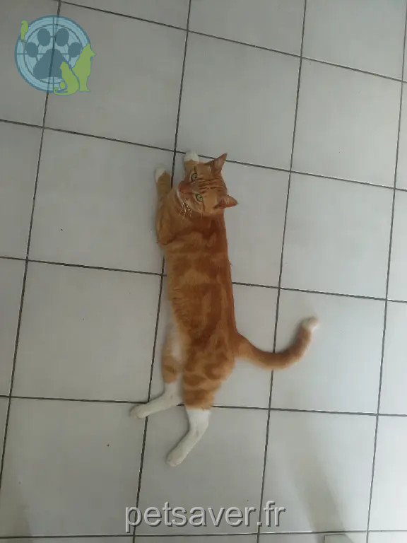 Chat Trouvé 30 Gard Chat Trouvé 30 Gard