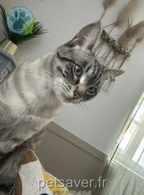 chat reunited   30130 Pont-Saint-Esprit Voltaire