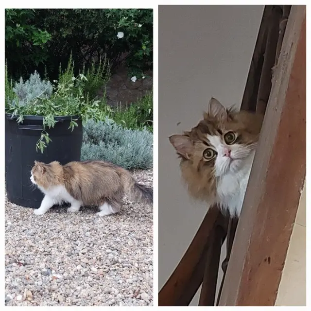 chat reunited   30240 Le Grau-du-Roi Yumi