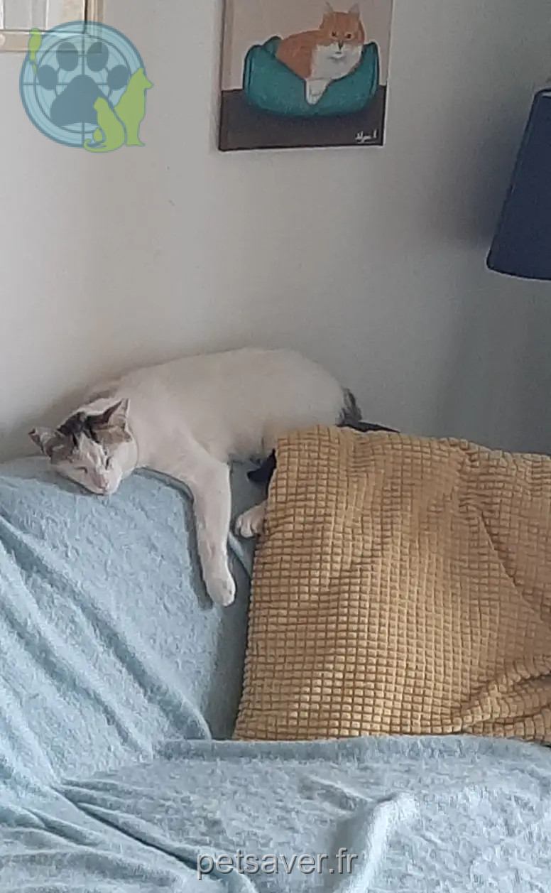 Chat Perdu 30 Gard Chat Perdu 30 Gard