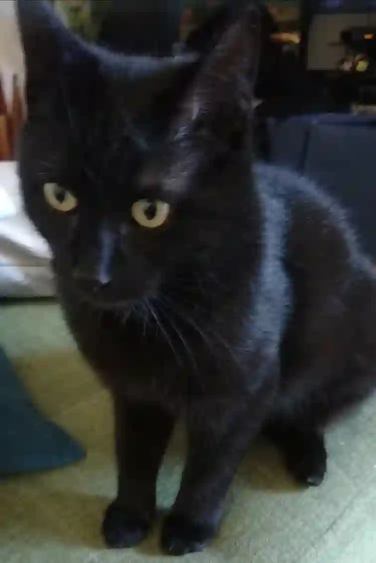 Chat Perdu 30 Gard - Zack Chat Perdu 30 Gard - Zack