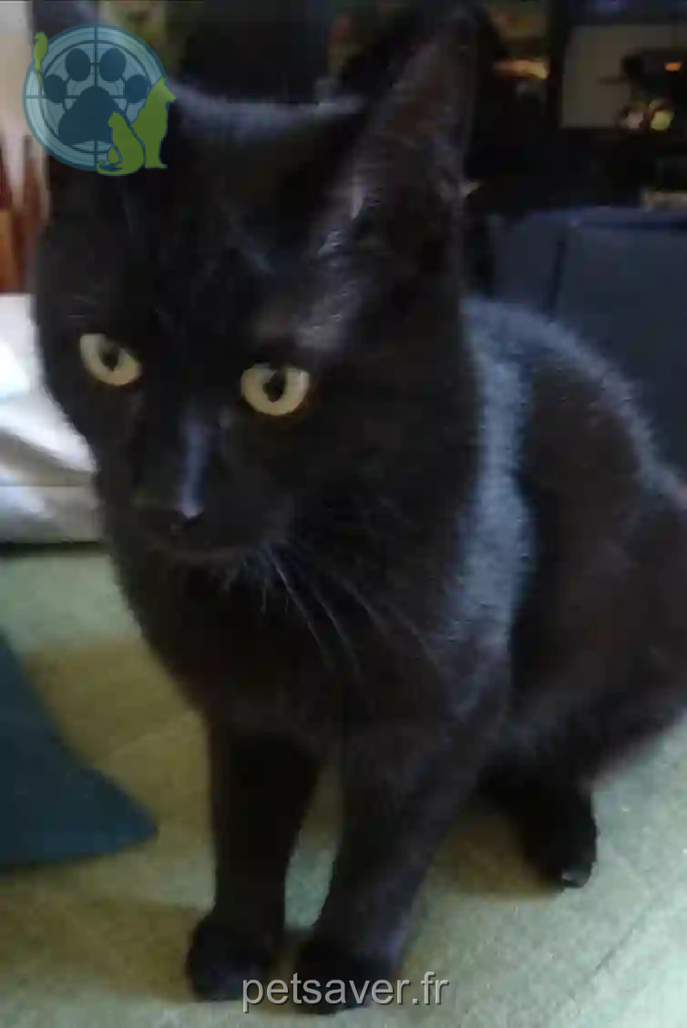 Chat Perdu 30 Gard - Zack Chat Perdu 30 Gard - Zack
