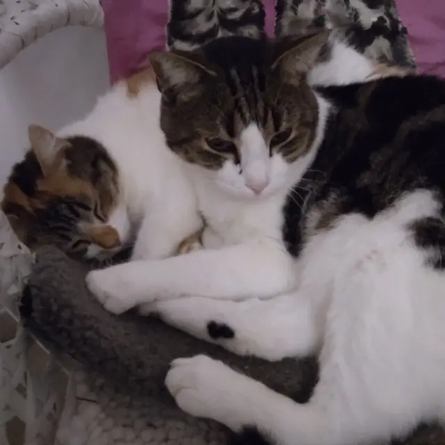 chat reunited   30320 Marguerittes Zeus
