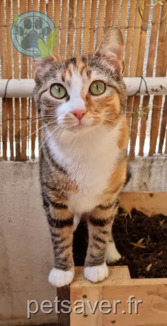 chat reunited   31270 Cugnaux Akira