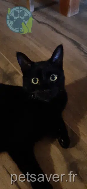 chat reunited 31270 Villeneuve-Tolosane Amadeus