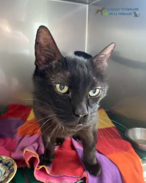 chat reunited   31130 Pin-Balma Aranel