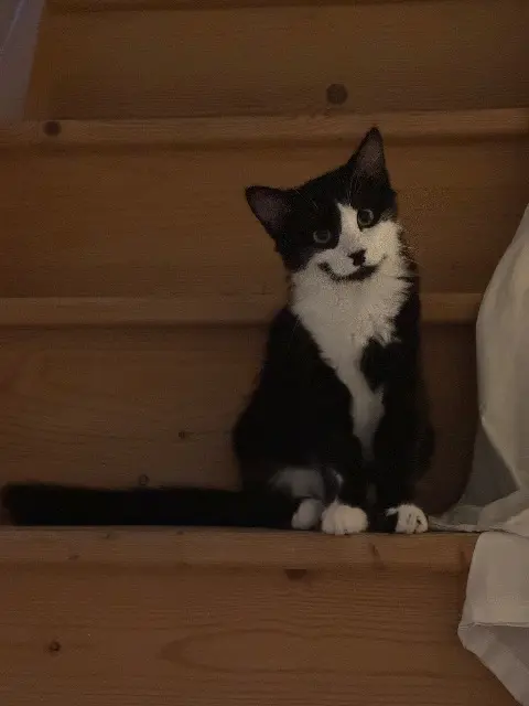 chat reunited   31650 Saint-Orens-de-Gameville Arley