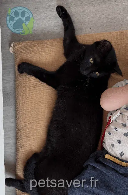 chat reunited 31340 Villematier Athos