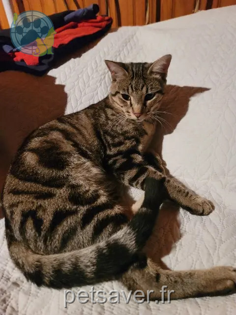 chat reunited   31600 Lherm Athos