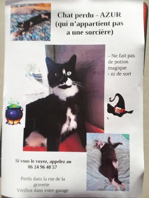chat reunited   31830 Plaisance-du-Touch Azur