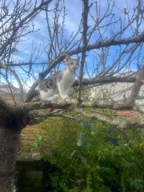 chat reunited   31650 Auzielle Bao