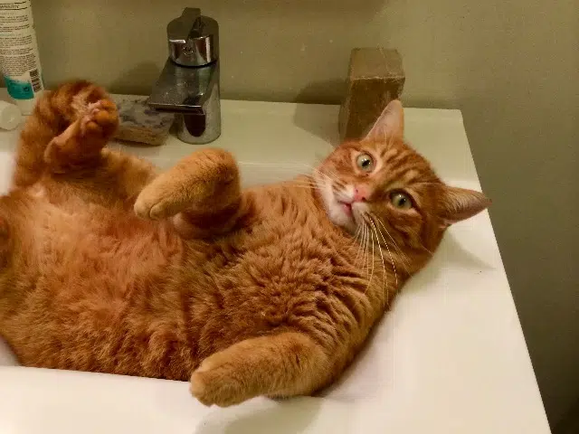 chat reunited   31180 Lapeyrouse-Fossat Billy