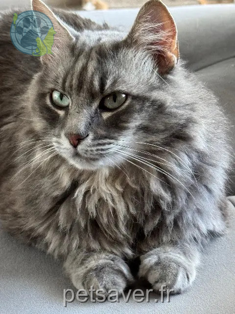 chat reunited 31700 Cornebarrieu Bouille
