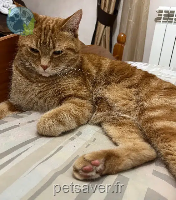 chat reunited 31370 Labastide-Clermont Caramel