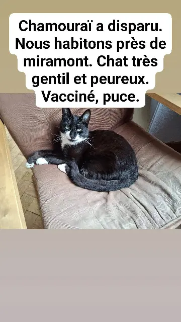 chat reunited   31800 Saint-Gaudens Chamouraï