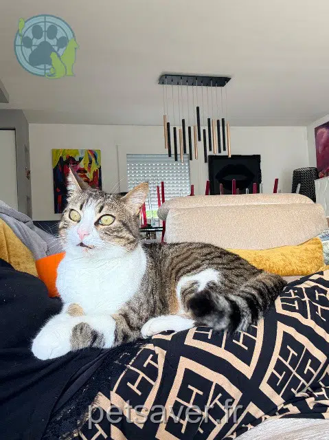 chat reunited   31170 Tournefeuille Charly