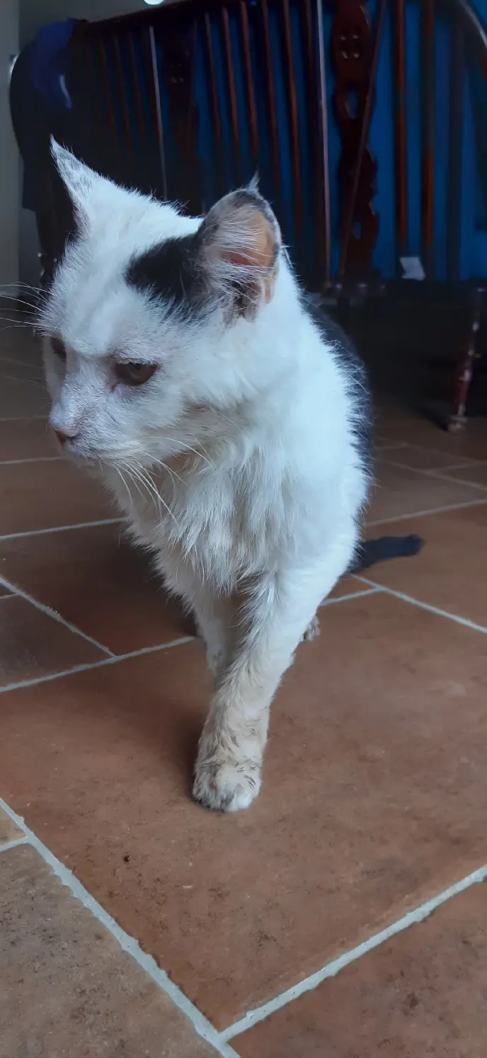 Chat Perdu 31 Haute-Garonne - Chatounet Chat Perdu 31 Haute-Garonne - Chatounet