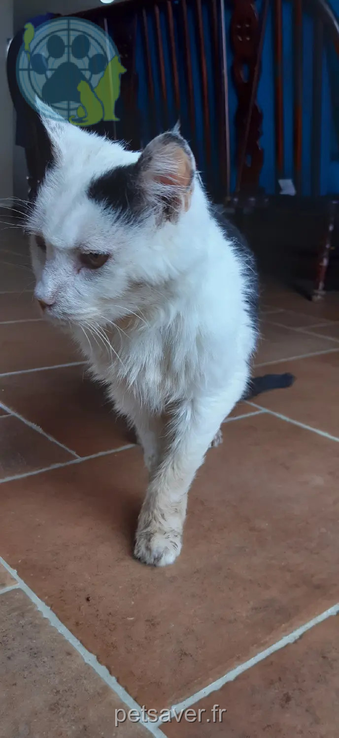 Chat Perdu 31 Haute-Garonne - Chatounet Chat Perdu 31 Haute-Garonne - Chatounet