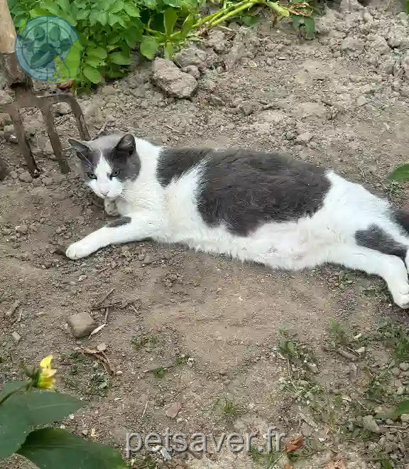 Chat Trouvé 31 Haute-Garonne - Clyde Chat Trouvé 31 Haute-Garonne - Clyde