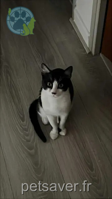 chat reunited   31140 Saint-Alban Ferdinand