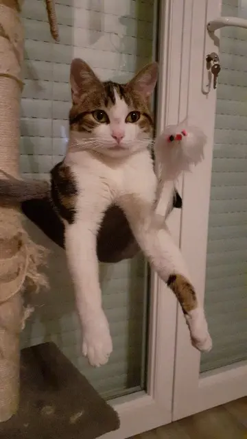 chat reunited   31120 Portet-sur-Garonne FILOU