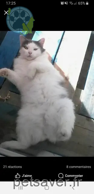 chat reunited   31410 Longages Filou