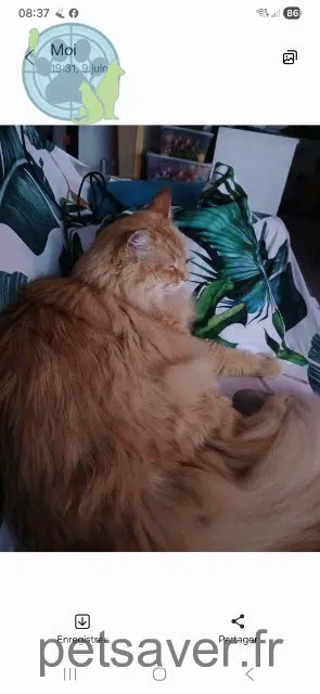 chat reunited   31790 Saint-Jory Freddy